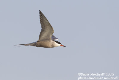 White-cheeked Tern (Sterna repressa)_Wadi Lahami