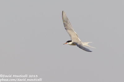 White-cheeked Tern (Sterna repressa)_Wadi Lahami