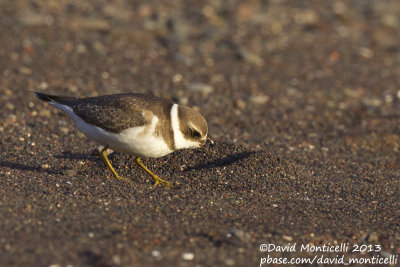 Semipalmated Plover (Charadrius semipalmatus)_Western shore (Corvo)