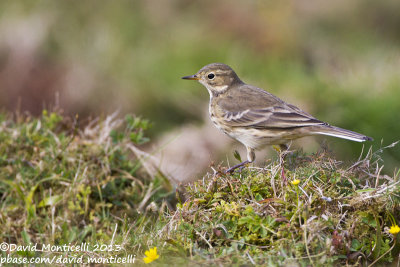 American Buff-bellied Pipit (Anthus rubescens)_Reservoir (Corvo)