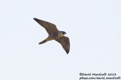 Peregrine Falcon (Falco peregrinus)(ssp. tundrae)_Reservoir (Corvo)