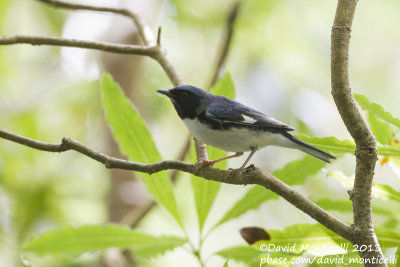 Black-throated Blue Warbler (Setophaga caerulescens)_Ribeira do Cantinho (Corvo)