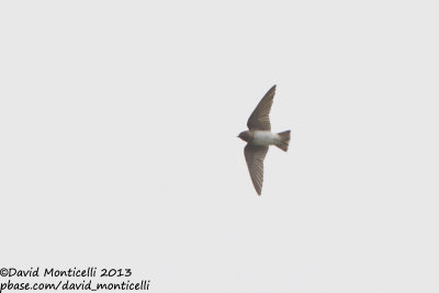 Cliff Swallow (Petrochelidon pyrrhonota)_Mirador (Corvo)