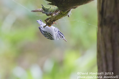 Black-and-white Warbler (Mniotilta varia)_Lighthouse valley (Corvo)