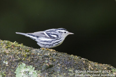 Black-and-white Warbler (Mniotilta varia)_Lighthouse valley (Corvo)