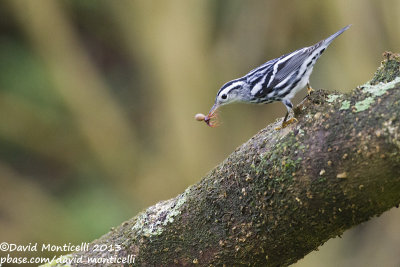 Black-and-white Warbler (Mniotilta varia)_Lighthouse valley (Corvo)