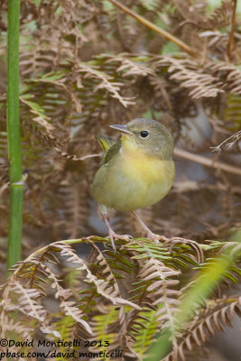 Common Yellowthroat (Geothlypis trichas)_Middle Fields (Corvo)