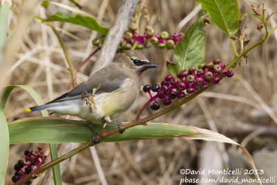 Cedar Waxwing (Bombycilla cedrorum)(adult)_Middle Fields (Corvo)