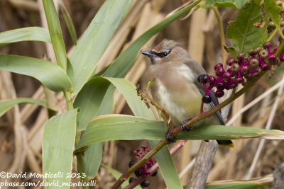 Cedar Waxwing (Bombycilla cedrorum)(adult)_Middle Fields (Corvo)