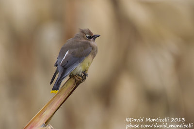 Cedar Waxwing (Bombycilla cedrorum)(adult)_Middle Fields (Corvo)