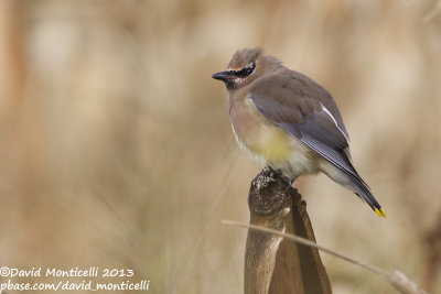 Cedar Waxwing (Bombycilla cedrorum)(adult)_Middle Fields (Corvo)