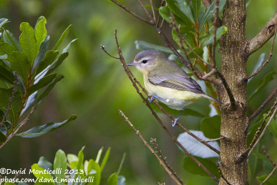 Philadelphia Vireo (Vireo philadelphicus)_Lapa (Corvo)