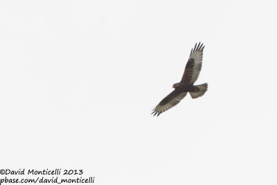 Rough-legged Hawk (Buteo lagopus)(juvenile)_Pico (Corvo)