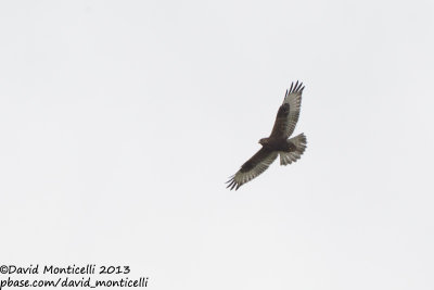 Rough-legged Hawk (Buteo lagopus)(juvenile)_Pico (Corvo)