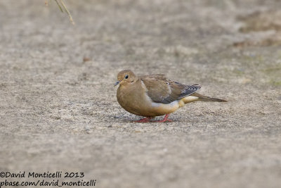 Mourning Dove (Zenaida macroura)_Vila Nova do Corvo (Corvo)