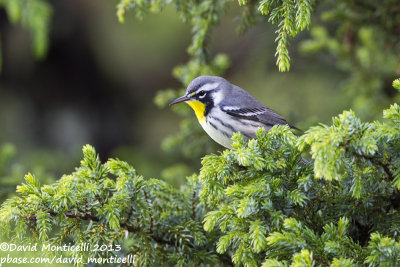 Yellow-throated Warbler (Setophaga dominica)_Ribeira do Pouo de Agua (Corvo)