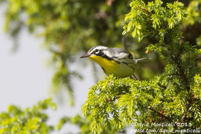 Yellow-throated Warbler (Setophaga dominica)_Ribeira do Pouo de Agua (Corvo)