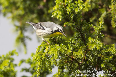 Yellow-throated Warbler (Setophaga dominica)_Ribeira do Pouo de Agua (Corvo)