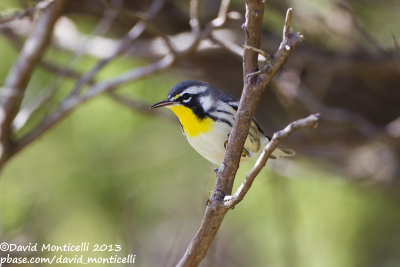 Yellow-throated Warbler (Setophaga dominica)_Ribeira do Pouço de Agua (Corvo)