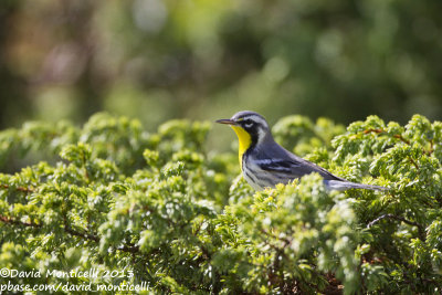 Yellow-throated Warbler (Setophaga dominica)_Ribeira do Pouo de Agua (Corvo)