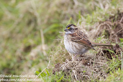 White-throated Sparrow (Zonotrichia albicollis)_Fields along Caldeira road (Corvo)