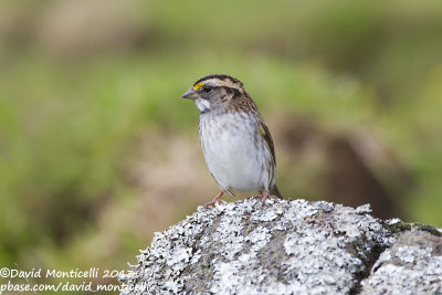 White-throated Sparrow (Zonotrichia albicollis)_Fields along Caldeira road (Corvo)