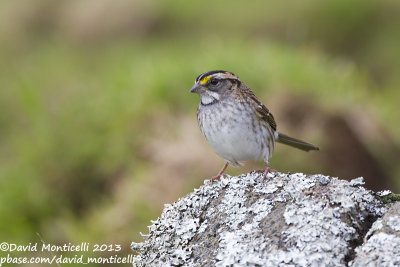 White-throated Sparrow (Zonotrichia albicollis)_Fields along Caldeira road (Corvo)