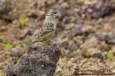 White-crowned Sparrow (Zonotrichia leucophrys)(ssp. gambelii)_Middle Fields (Corvo)