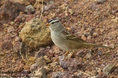 White-crowned Sparrow (Zonotrichia leucophrys)(ssp. gambelii)_Middle Fields (Corvo)