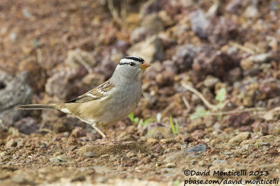 White-crowned Sparrow (Zonotrichia leucophrys)(ssp. gambelii)_Middle Fields (Corvo)