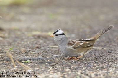 White-crowned Sparrow (Zonotrichia leucophrys)(ssp. gambelii)_Middle Fields (Corvo)