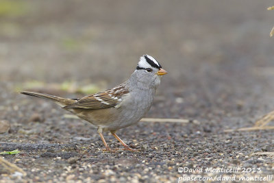 White-crowned Sparrow (Zonotrichia leucophrys)(ssp. gambelii)_Middle Fields (Corvo)