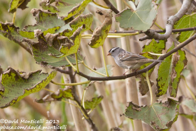 White-crowned Sparrow (Zonotrichia leucophrys)(ssp. gambelii)_Middle Fields (Corvo)