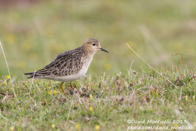 Buff-breasted Sandpiper (Tryngites subruficollis)_Reservoir (Corvo)