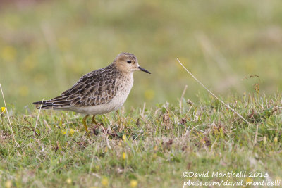 Buff-breasted Sandpiper (Tryngites subruficollis)_Reservoir (Corvo)