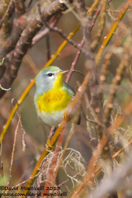 Northern Parula (Setophaga americana)_Lower Fields (Corvo)