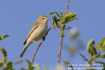 Booted Warbler (Hippolais caligata)_Bolshoy Istok (Yekaterinburg)