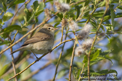 Booted Warbler (Hippolais caligata)_Bolshoy Istok (Yekaterinburg)