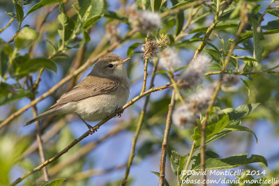 Booted Warbler (Hippolais caligata)_Bolshoy Istok (Yekaterinburg)