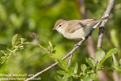 Booted Warbler (Hippolais caligata)_Bolshoy Istok (Yekaterinburg)