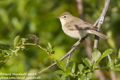 Booted Warbler (Hippolais caligata)_Bolshoy Istok (Yekaterinburg)