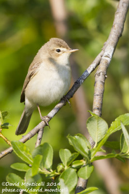 Booted Warbler (Hippolais caligata)_Bolshoy Istok (Yekaterinburg)