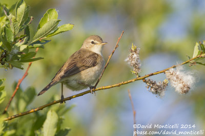 Booted Warbler (Hippolais caligata)_Bolshoy Istok (Yekaterinburg)