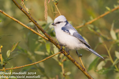 Azure Tit (Cyanistes cyanus)_Monetnyy (Yekaterinburg)