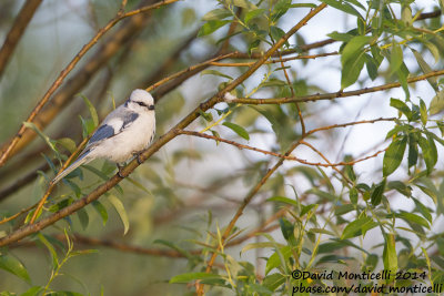 Azure Tit (Cyanistes cyanus)_Monetnyy (Yekaterinburg)