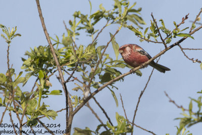 Long-tailed Rosefinch (Uragus sibiricus)(male)_Monetnyy (Yekaterinburg)