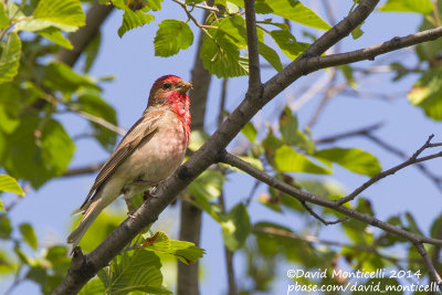 Common Rosefinch (Carpodacus erythrinus)(male)_west of Orsk (Orenburg Oblast)