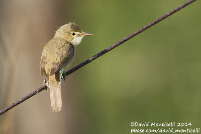 Blyth's Reed Warbler (Acrocephalus dumetorum)_Monetnyy (Yekaterinburg)