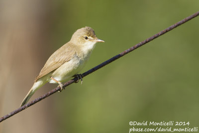Blyth's Reed Warbler (Acrocephalus dumetorum)_Monetnyy (Yekaterinburg)
