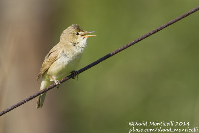 Blyth's Reed Warbler (Acrocephalus dumetorum)_Monetnyy (Yekaterinburg)